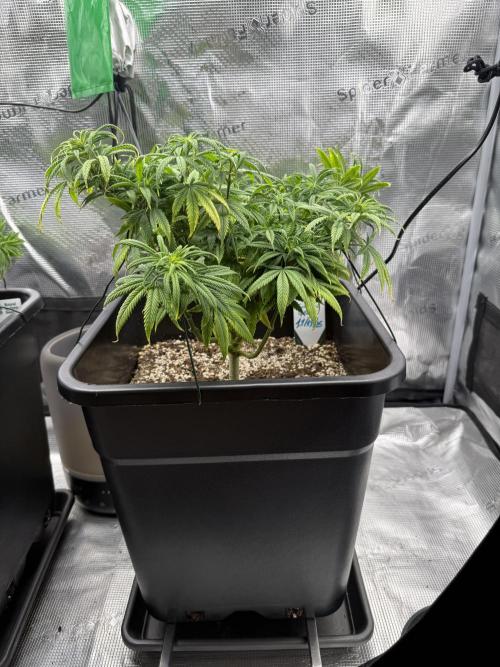 Critical-cookies gelato fotoperiodiche. Week 9