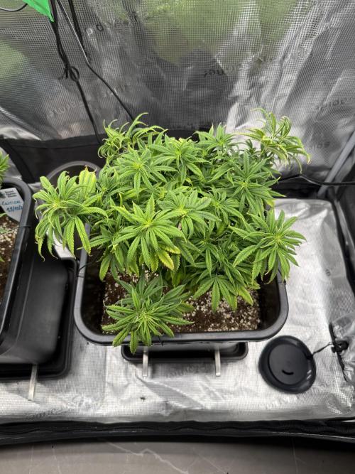 Critical-cookies gelato fotoperiodiche. Week 9