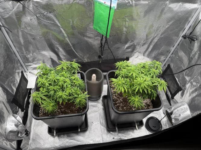 Critical-cookies gelato fotoperiodiche. Week 9