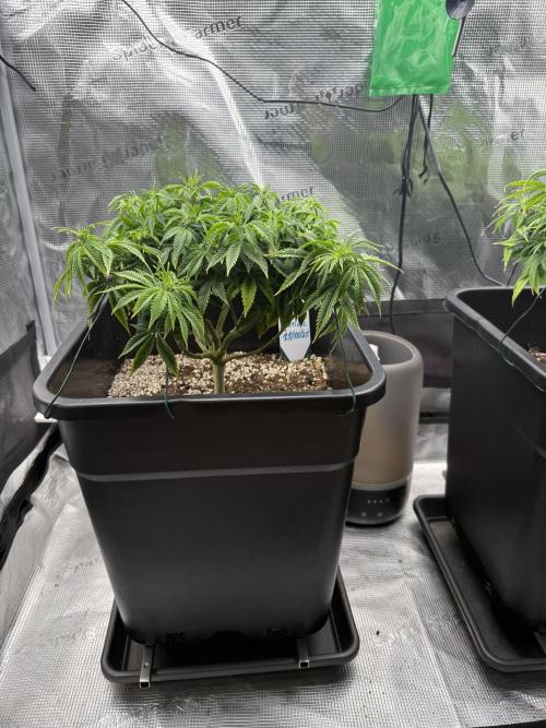 Critical-cookies gelato fotoperiodiche. Week 9