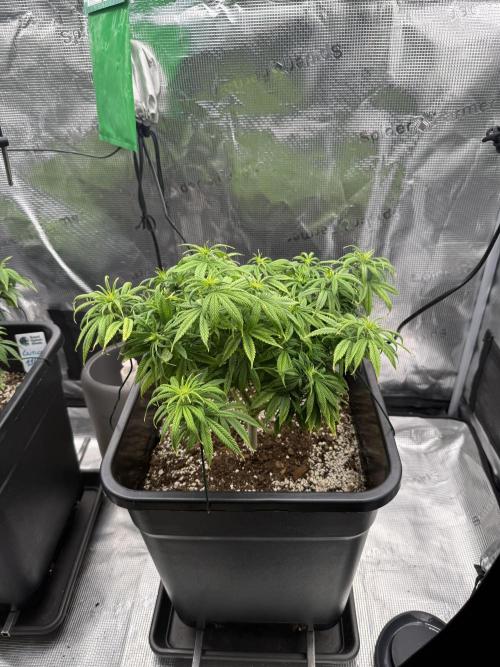 Critical-cookies gelato fotoperiodiche. Week 9