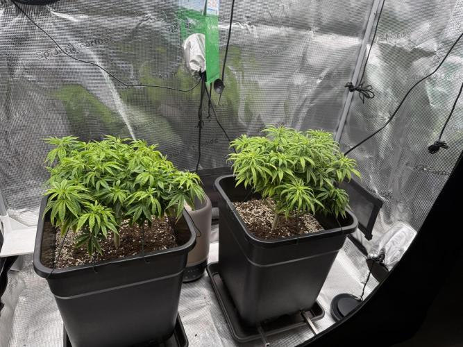 Critical-cookies gelato fotoperiodiche. Week 9