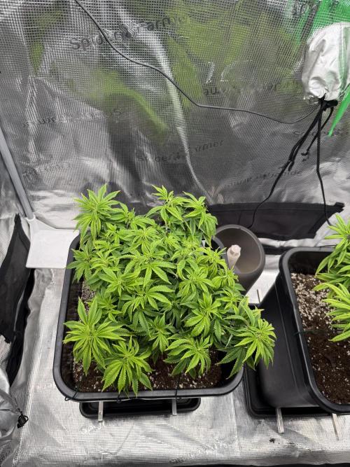 Critical-cookies gelato fotoperiodiche. Week 9