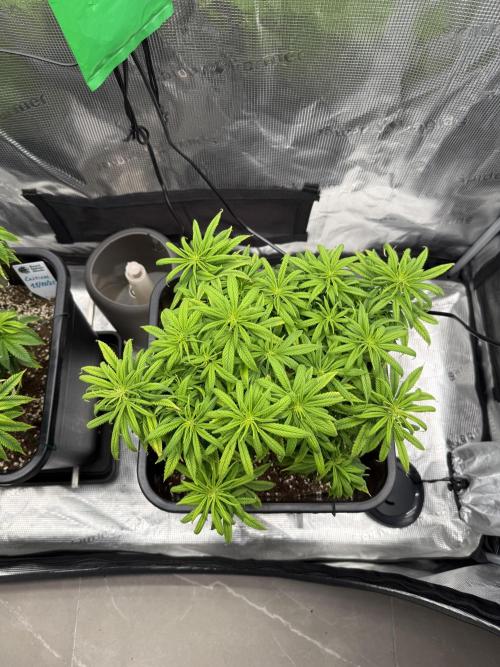 Critical-cookies gelato fotoperiodiche. Week 9