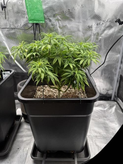 Critical-cookies gelato fotoperiodiche. Week 9