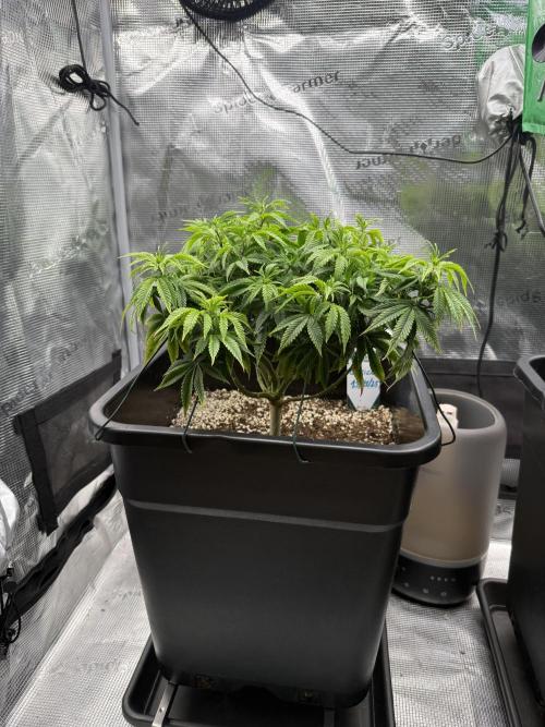 Critical-cookies gelato fotoperiodiche. Week 9