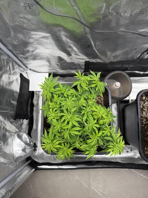 Critical-cookies gelato fotoperiodiche. Week 9