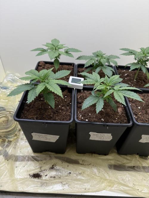 Autofiorenti. Week 2