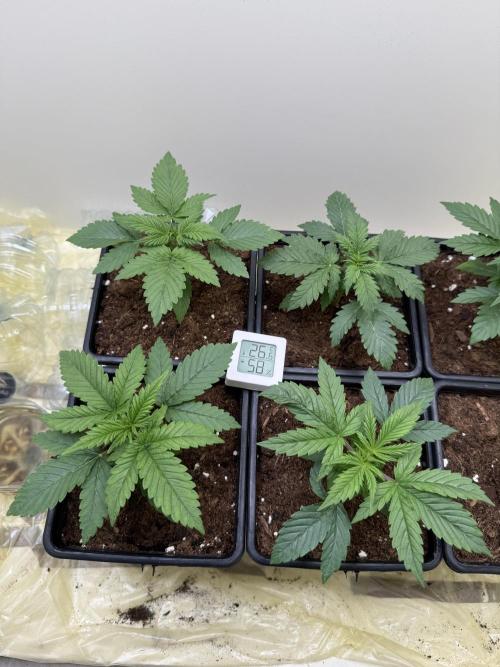 Autofiorenti. Week 2