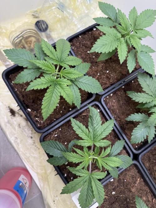 Autofiorenti. Week 2