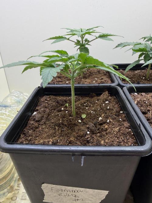 Autofiorenti. Week 2