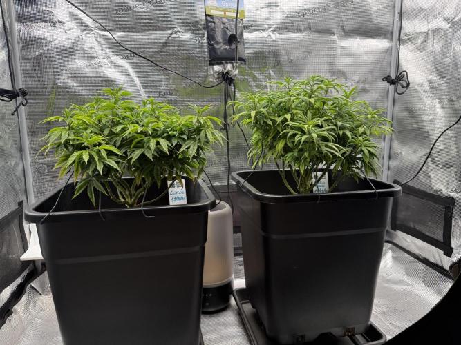 Critical-cookies gelato fotoperiodiche. Week 10