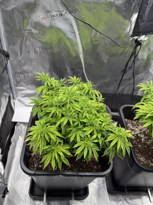 Critical-cookies gelato fotoperiodiche. Week 10