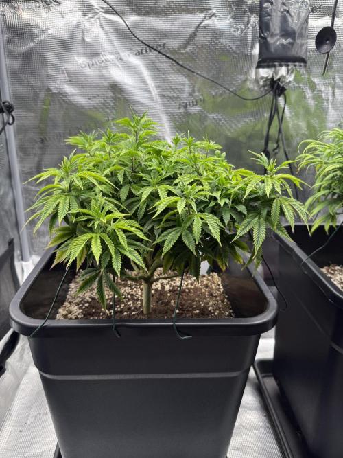 Critical-cookies gelato fotoperiodiche. Week 10