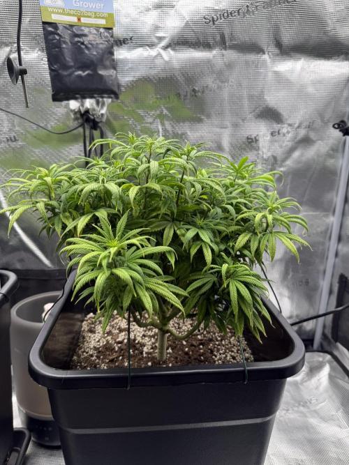 Critical-cookies gelato fotoperiodiche. Week 10