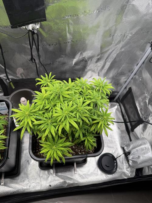 Critical-cookies gelato fotoperiodiche. Week 10