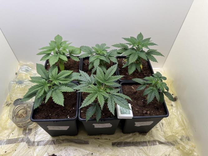 Autofiorenti. Week 2