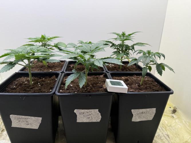 Autofiorenti. Week 2