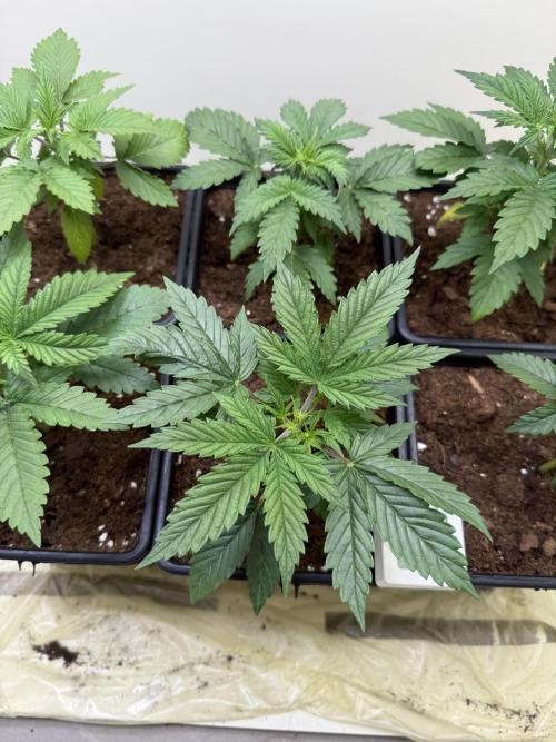 Autofiorenti. Week 2