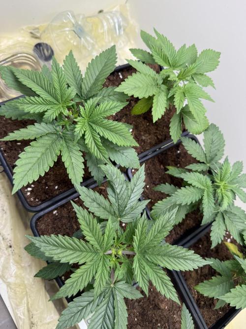 Autofiorenti. Week 2