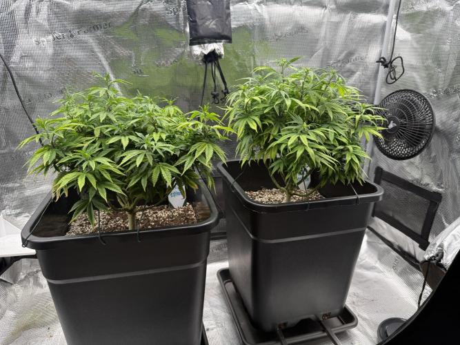 Critical-cookies gelato fotoperiodiche. Week 10