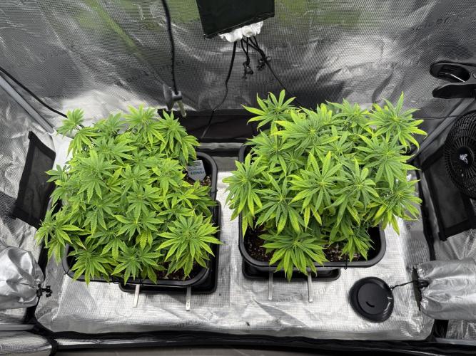 Critical-cookies gelato fotoperiodiche. Week 10