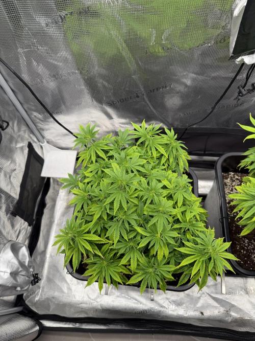 Critical-cookies gelato fotoperiodiche. Week 10