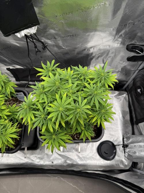 Critical-cookies gelato fotoperiodiche. Week 10