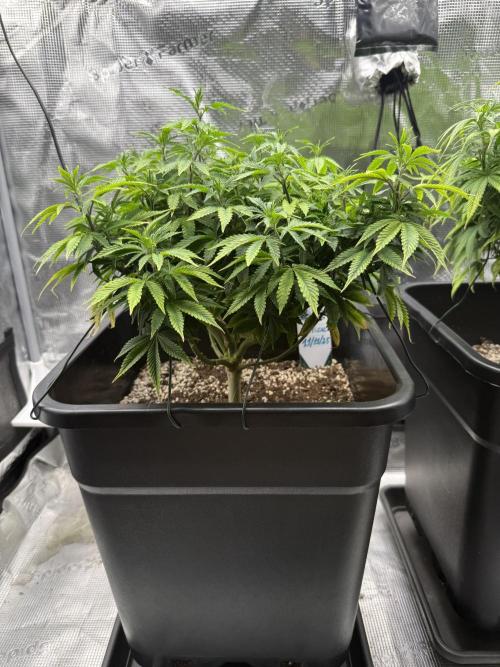 Critical-cookies gelato fotoperiodiche. Week 10