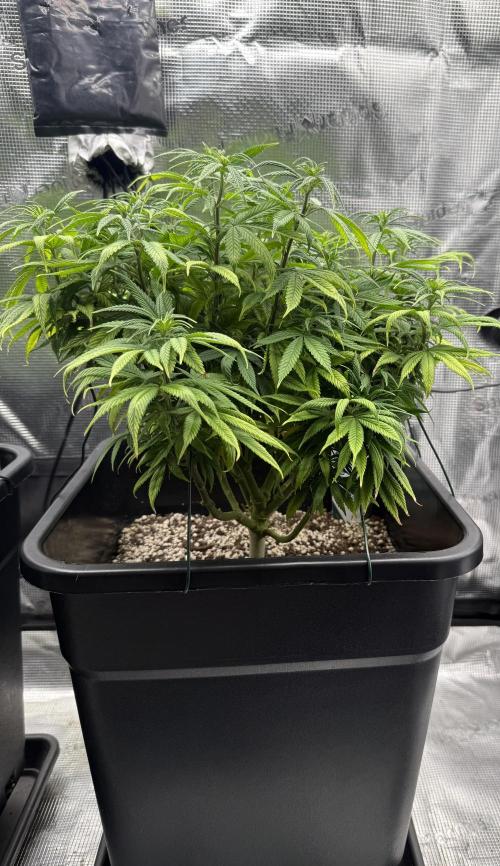 Critical-cookies gelato fotoperiodiche. Week 10