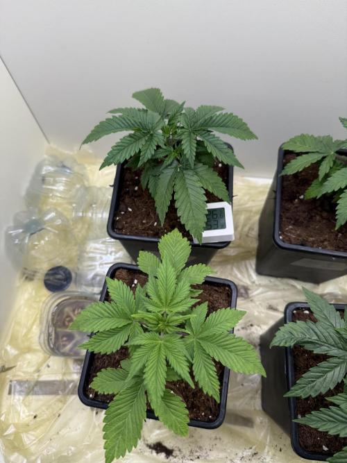 Autofiorenti. Week 3