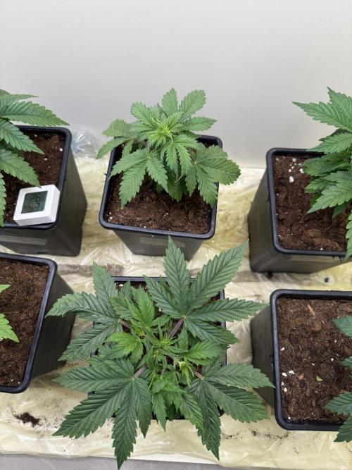 Autofiorenti. Week 3