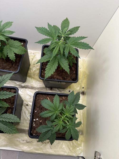 Autofiorenti. Week 3