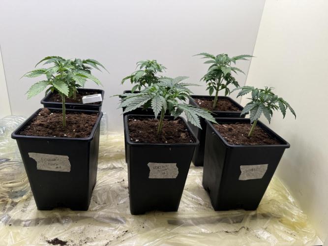 Autofiorenti. Week 3