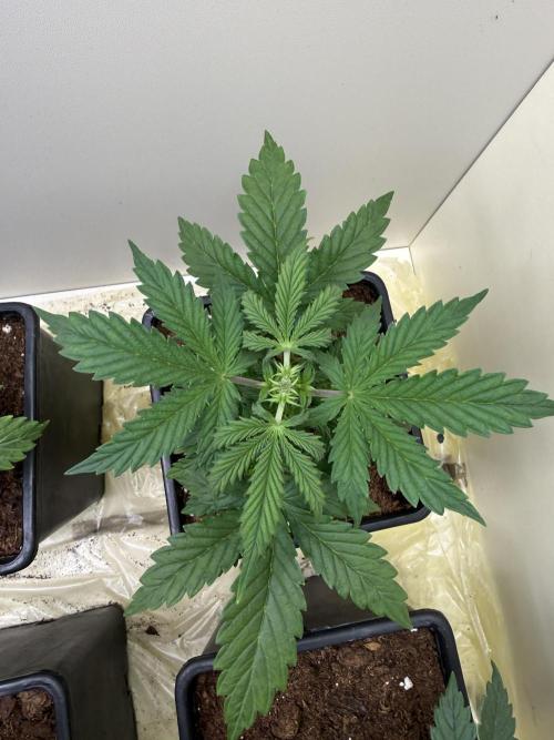 Autofiorenti. Week 3