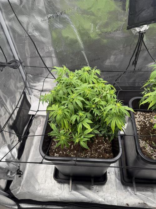 Critical-cookies gelato fotoperiodiche. Week 11