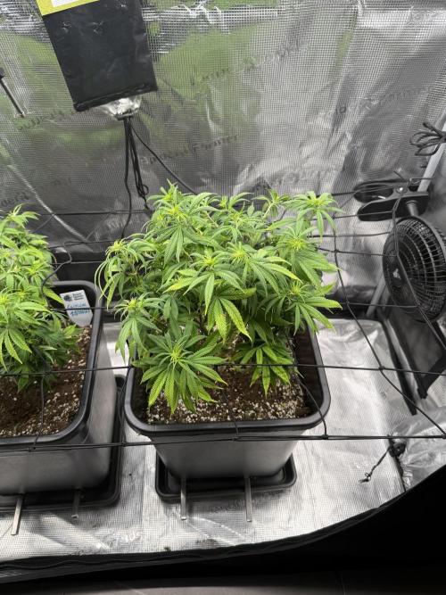 Critical-cookies gelato fotoperiodiche. Week 11