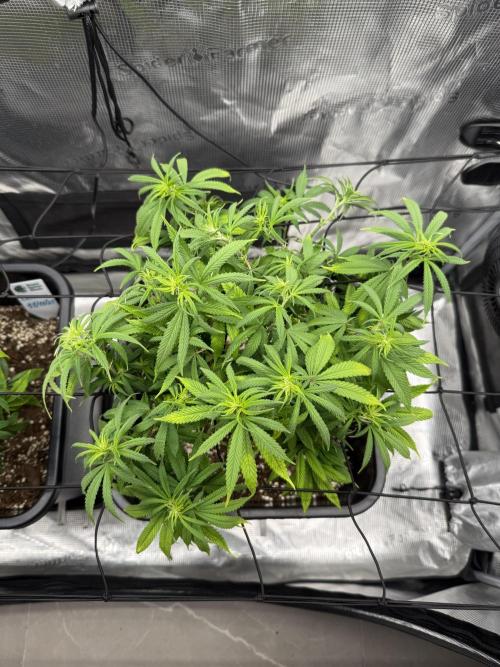 Critical-cookies gelato fotoperiodiche. Week 11