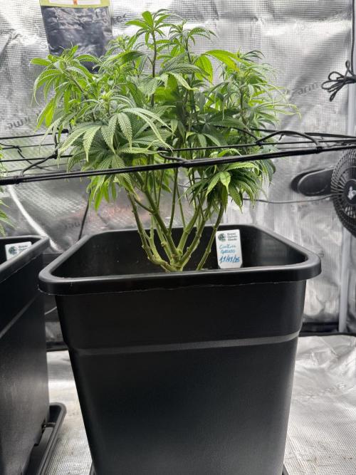 Critical-cookies gelato fotoperiodiche. Week 11