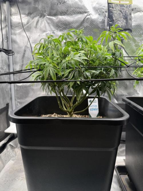 Critical-cookies gelato fotoperiodiche. Week 11