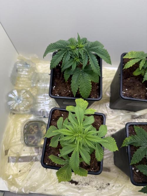 Autofiorenti. Week 3