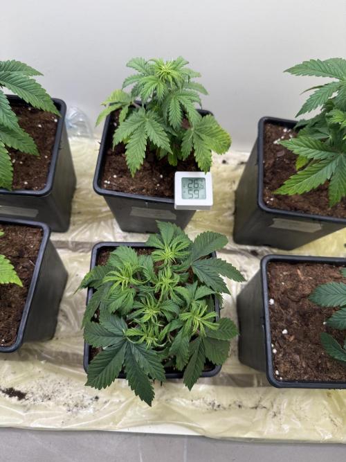 Autofiorenti. Week 3