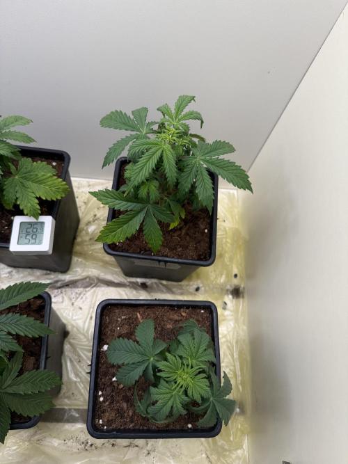 Autofiorenti. Week 3