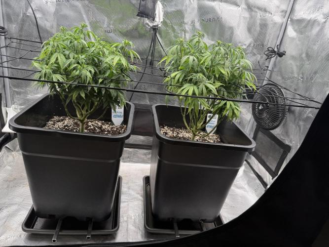 Critical-cookies gelato fotoperiodiche. Week 11