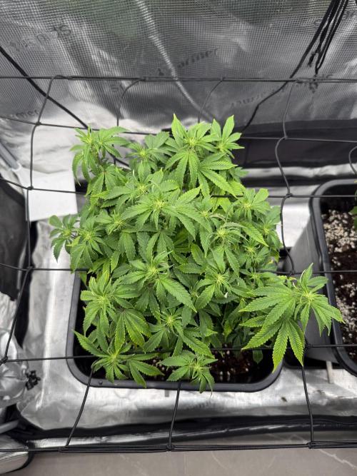 Critical-cookies gelato fotoperiodiche. Week 11