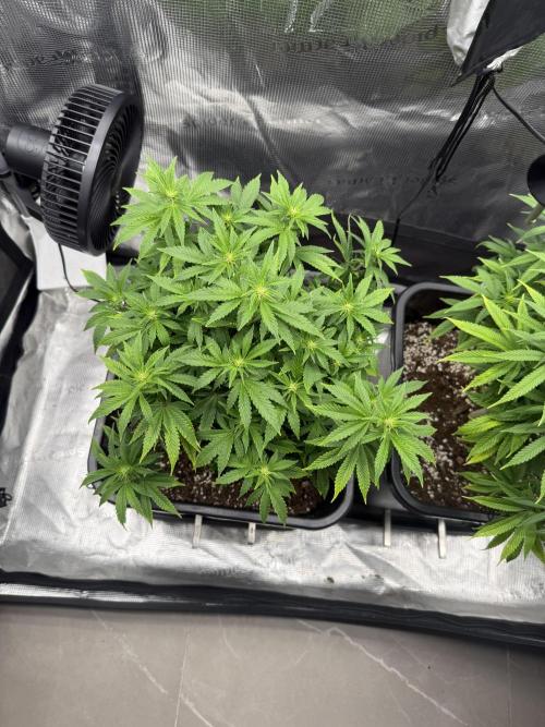 Critical-cookies gelato fotoperiodiche. Week 11