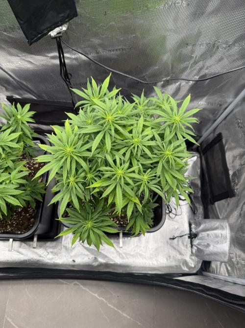 Critical-cookies gelato fotoperiodiche. Week 11