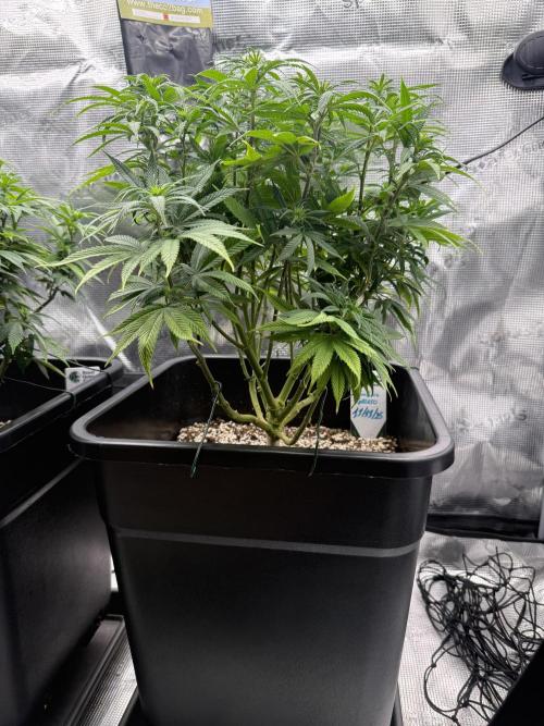 Critical-cookies gelato fotoperiodiche. Week 11