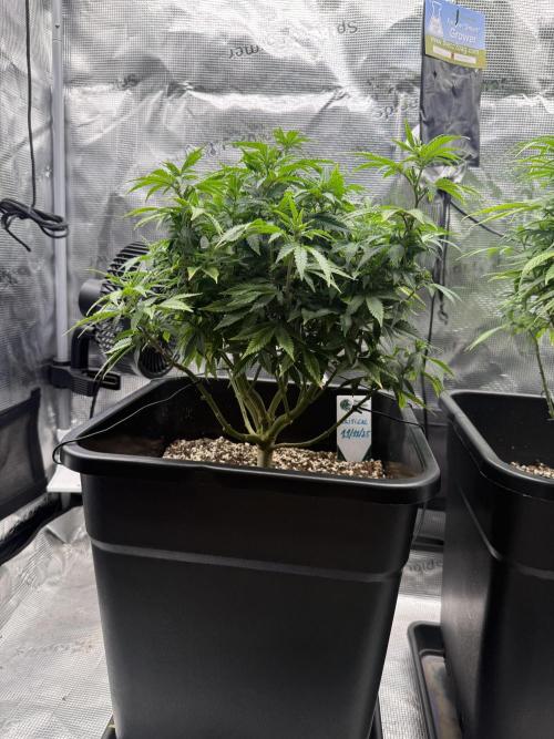 Critical-cookies gelato fotoperiodiche. Week 11