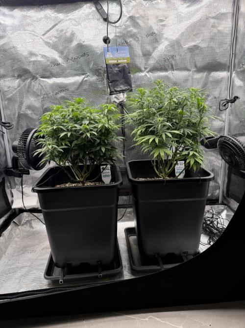 Critical-cookies gelato fotoperiodiche. Week 12